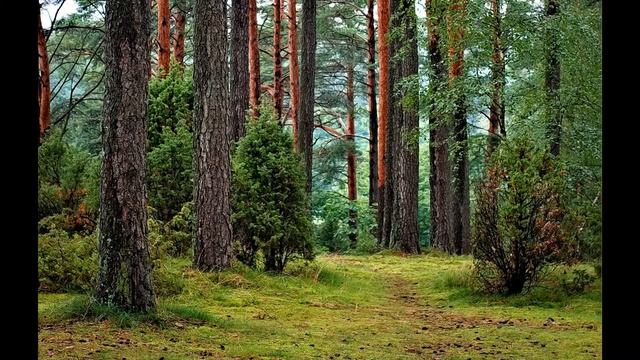 Звуки природы/ Пение птиц/ Звуки Леса/ для релаксации/ Nature Sounds / Birds Singing/ Forest Sounds смотреть онлайн