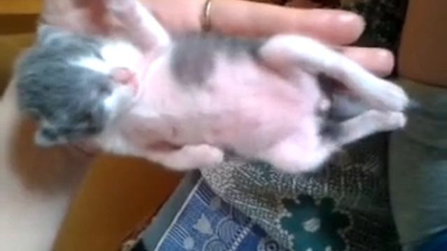 Котёнок футболист во сне. Смешной кот. Милота :) смотреть онлайн