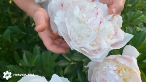 Madame Calot peony. Мадам Калот пион