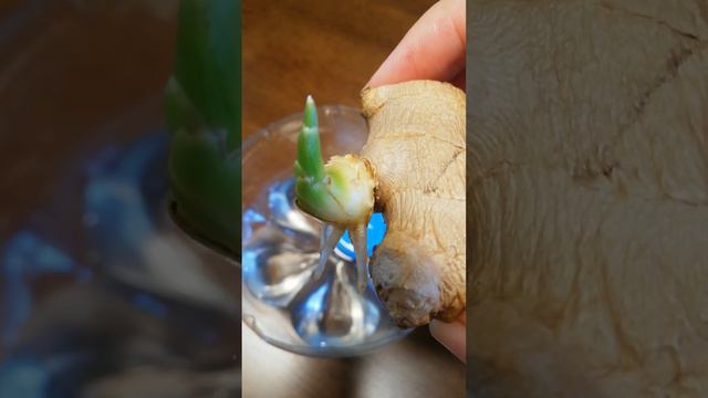 How to Grow Ginger. Як росте імбир. 1 тиждень смотреть онлайн
