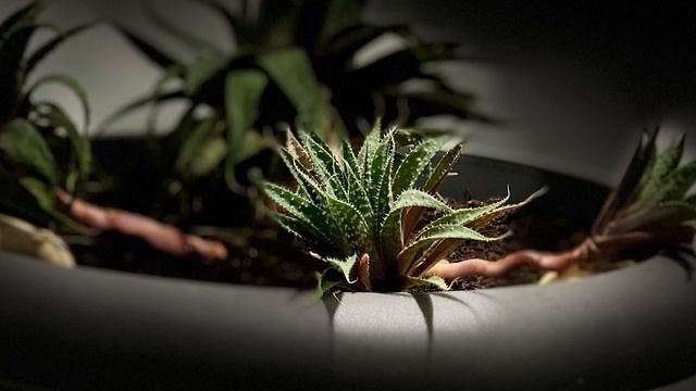 Music for Plants Growth; Stimulate Plants Growing & Healing while Sleeping смотреть онлайн