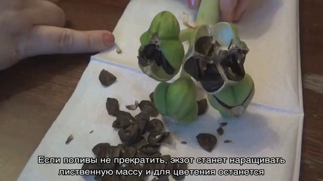 Цветы амариллис — уход в домашних условиях смотреть онлайн