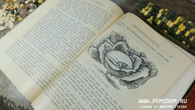 БЕЛОКОЧАННАЯ КАПУСТА 20 ЛУЧШИХ органических СЕКРЕТОВ ВЫРАЩИВАНИЯ ОТ посева до сбора урожая 1899 ГОД смотреть онлайн