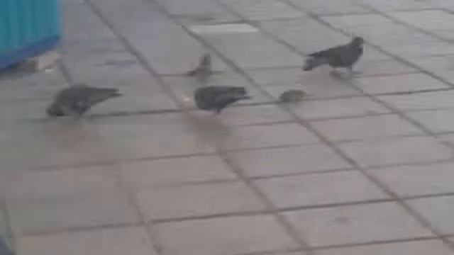голубь псих смотреть онлайн