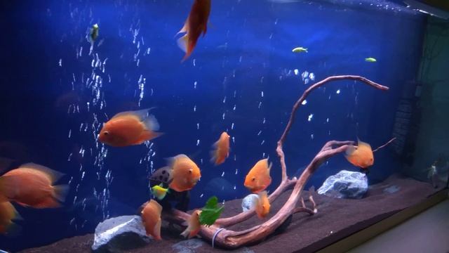 Крапива, кормление северумов смотреть онлайн