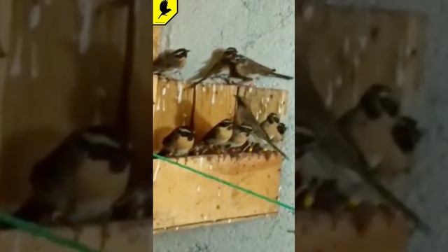 Кто угадает название птиц? #birds #лесныептицы #птичка #птички #проптиц #ловляптиц #catchingbirds смотреть онлайн