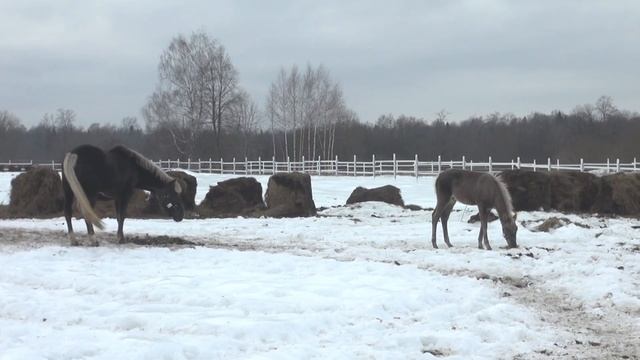 Возвращение кобылы с жеребёнком в табун спустя год. смотреть онлайн