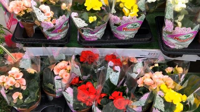 Бальзамин с обзором В Леруа Мерлен смотреть онлайн