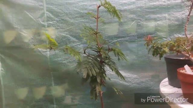 Quick orchid chat & Acacia trees trim up. смотреть онлайн