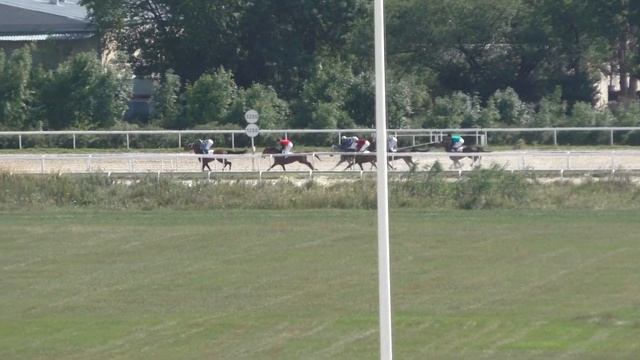 4.08.2019 - Большой Всероссийский приз (арабской породы) - Сейфуль Мулюк смотреть онлайн