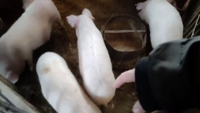 ПРИЕХАЛА ПРОВЕРКА.ВОТ ТАК ДЕВОЧКИ БЫВАЕТ