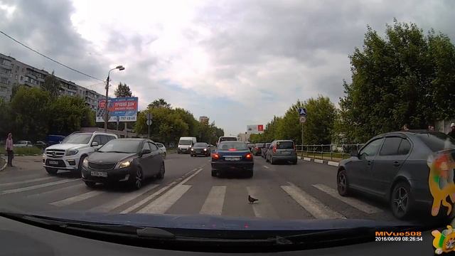 Розовый голубь смотреть онлайн