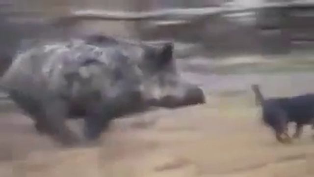 Опасные животные. Дикие животные. Кабан против ротвейлера