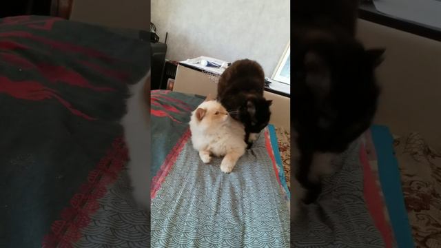 КОШКА НЕ ПОЛУЧИЛА ЛАСКИ И ПСИХАНУЛА ПРИСТАЕТ К КОТУ смотреть онлайн