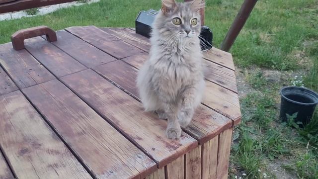 АЗИАТСКИЙ СУП? ПО МОЕМУ ВЗГЛЯДУ??УЛУЧШИЛОСЬ⁉️? 17.06.23