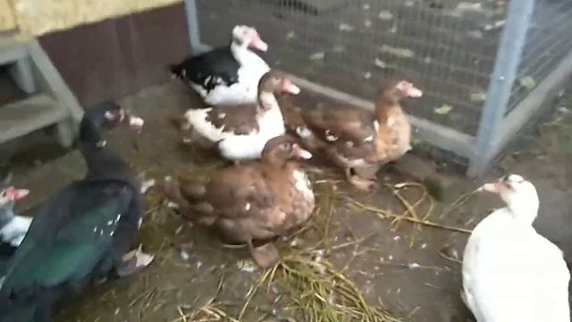 Мускусные утки/Лечим/Захромала индоутка. Ставим уколы смотреть онлайн
