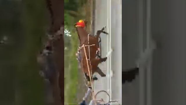 Corse clandestine masino смотреть онлайн