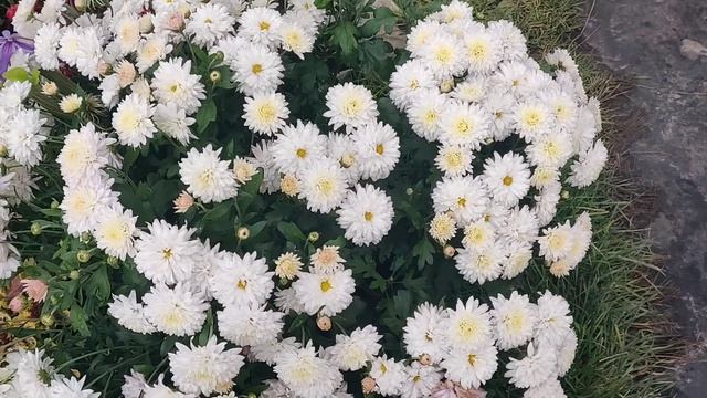 Хризантема Lady White. Одна из самых долгоцветущих. смотреть онлайн