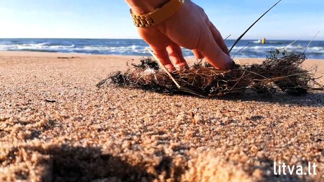 Как собирать янтарь на побережье Балтийского моря в Литве.LITVA.LT