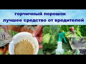 Горчичный порошок- лучшие средство от вредителей