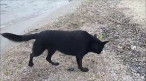 НЕМЕЦКАЯ ОВЧАРКА ЧЕРНАЯ