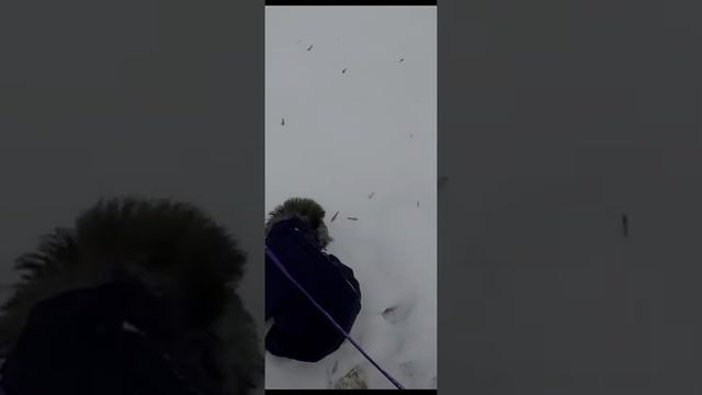 Первая прогулка #Бедлингтон #щенок #собака #уже гуляем смотреть онлайн