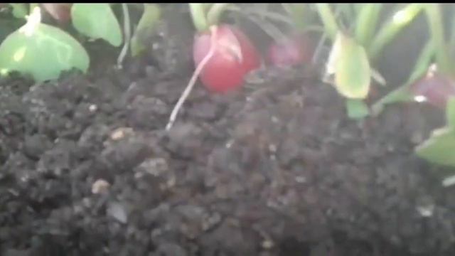 Рассада картофеля после заморозка востановится?01.06.19.Сев.Каз..Архив.Ч.544. смотреть онлайн