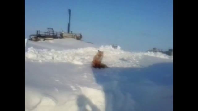 кормлю лису на работе, котлетами со спагетти смотреть онлайн