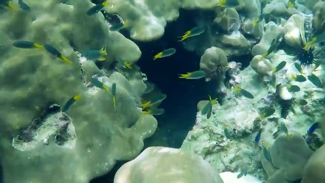 Tailand.2\18. Phuket. 11 островов.Koh Hong. часть 2 снорклинг смотреть онлайн