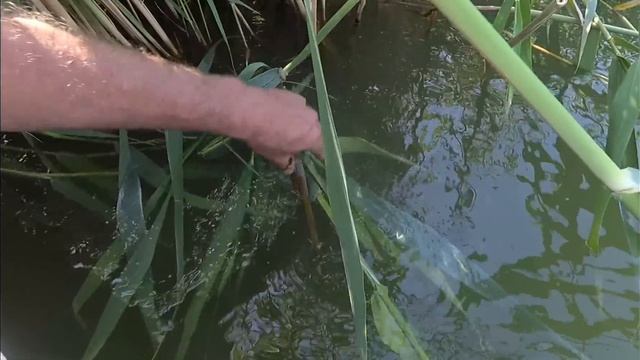 Рыбалка в Дельте Или трофейный Амур. Бешеный клёв Змееголова смотреть онлайн