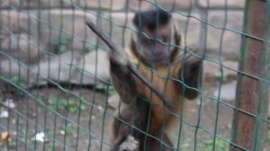 Плачущий капуцин. Weeping Capuchin.
