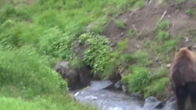 Камчатка. Туристическая поляна возле Мутновского. Встреча с медведем. смотреть онлайн