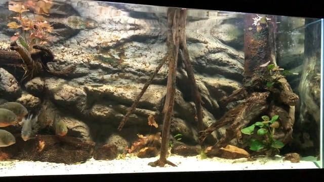 PIRANHAS vs FROG the conclusion.. (WARNING! Graphic content) смотреть онлайн