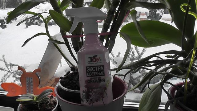 Орхидеям даешь Элексир. Joy(Elixir with chitosan Orchid) смотреть онлайн
