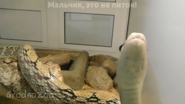 Умеют ли змеи зевать?/Can snakes yawn? смотреть онлайн
