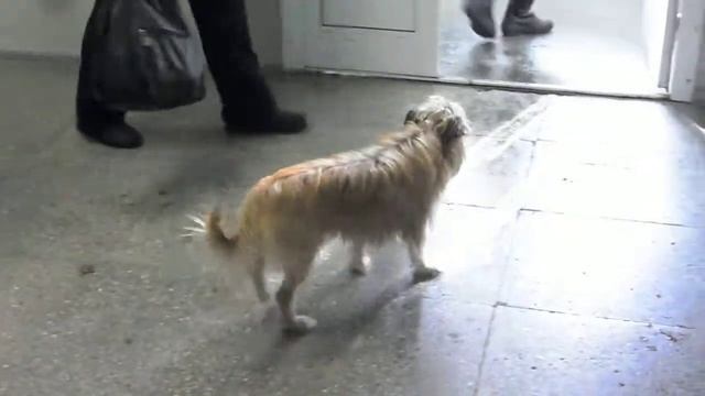 собака в поликлинике смотреть онлайн
