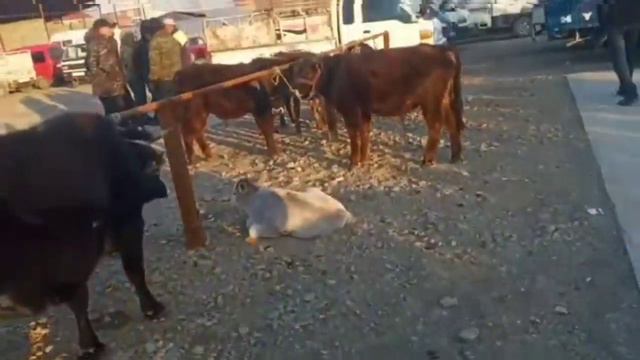 Кызыл-Кыя мал базар 16.03.2023 смотреть онлайн