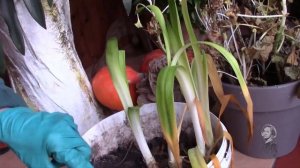 АГАПАНТУС КРАСИВОЕ РАСТЕНИЕ ДЛЯ САДА!