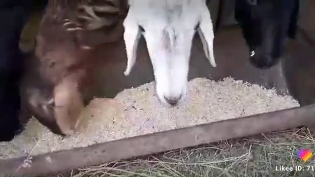 Хурдани Чав моли маеда смотреть онлайн