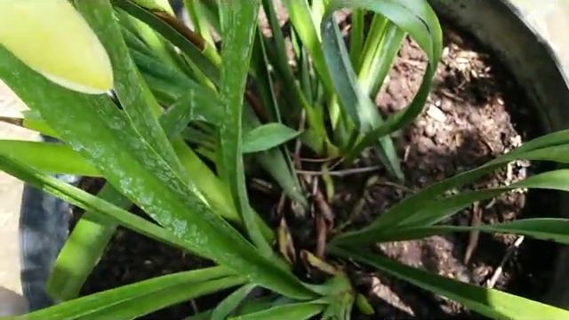 Cymbidium golden elf - fragrant yellow cymbidium смотреть онлайн