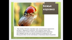 Изо 1 класс Разноцветные жуки