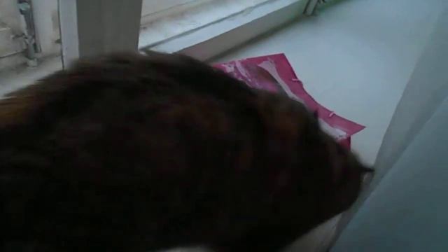 Подарок для Ромашки:) Кошка Ромашка и пакетик. смотреть онлайн