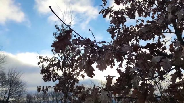 VID 20221116 190302 Утренняя прогулка 1913 (В. Хлебников)...Павел Васильев Лахтинский смотреть онлайн