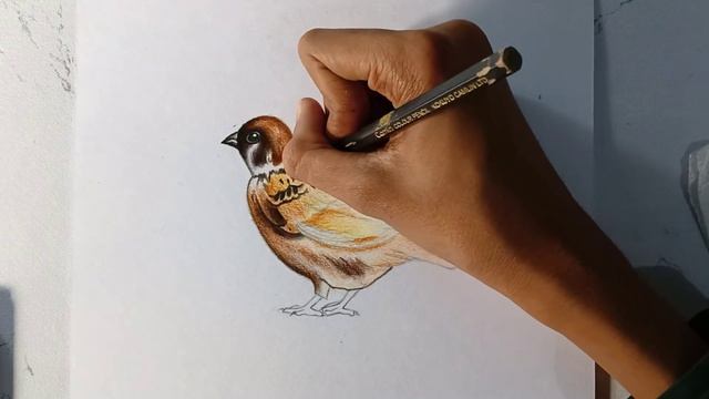 3d Drawing|How to draw 3d sparrow Drawing | 3d drawing sparrow step by step | 3d bird drawing смотреть онлайн