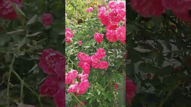 Куст роз смотреть онлайн