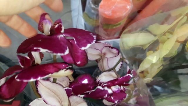 ОРХИДЕИ В САДОВОМ ЦЕНТРЕ ЛЕТТО//11.01.24// смотреть онлайн