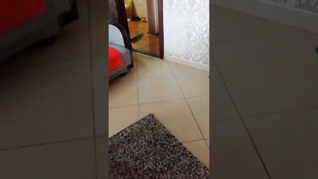 Кот Бася 8 месяцев. смотреть онлайн