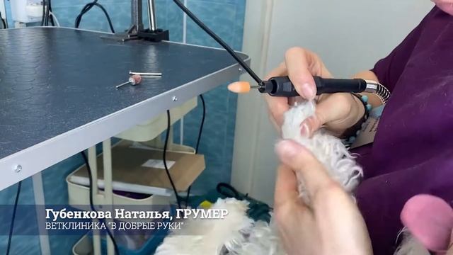Будни грумера: Гриндер как альтернатива стрижке когтей у собак | Ветклиника "В добрые руки" смотреть онлайн