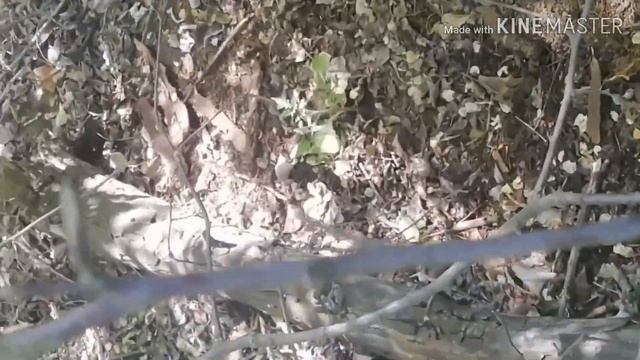 ПОСАДИЛ ТОМАТ В ЛЕСУ/ РЕЗУЛЬТАТ ЧЕРЕЗ 18 ДНЕЙ БЕЗ ПОЛИВА