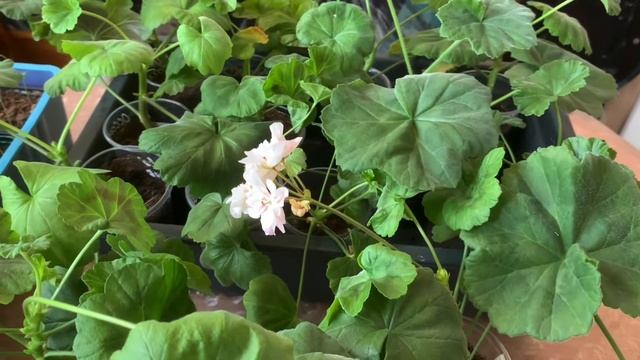 Результат наращивания корневой у пеларгоний с помощью Радифарма. Пикировка томатов. смотреть онлайн